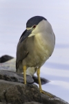 Black-crowned-Night-Heron;Heron;Nycticorax-nycticorax;One;avifauna;bird;birds;co